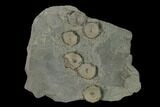 Plate of Fossil Ichthyosaur Vertebrae - Germany #150336-1